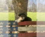 Small Photo #42 Australian Shepherd Puppy For Sale in FARMVILLE, VA, USA