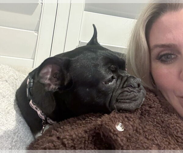 Medium Photo #11 Faux Frenchbo Bulldog Puppy For Sale in Corona, CA, USA