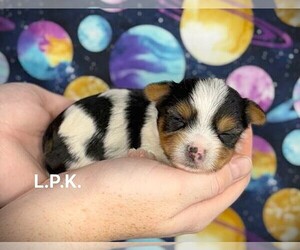 Yorkshire Terrier Puppy for sale in WINNSBORO, LA, USA
