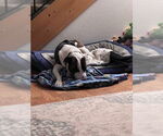 Small #2 Bullboxer Pit