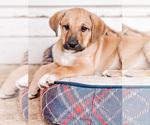 Puppy 3 Great Pyrenees-Rhodesian Ridgeback Mix