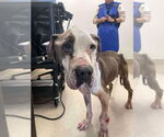 Small #2 American Pit Bull Terrier Mix