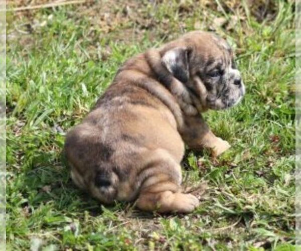 Medium Photo #3 Bulldog Puppy For Sale in MARSHFIELD, MO, USA