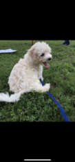 Maltipoo Puppy for sale in FORT LEE, VA, USA