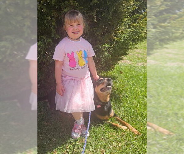 Medium Photo #4 Rottweiler-Unknown Mix Puppy For Sale in Dellslow, WV, USA