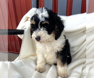 Bernedoodle-Poodle (Miniature) Mix Puppy for sale in FORT PLAIN, NY, USA