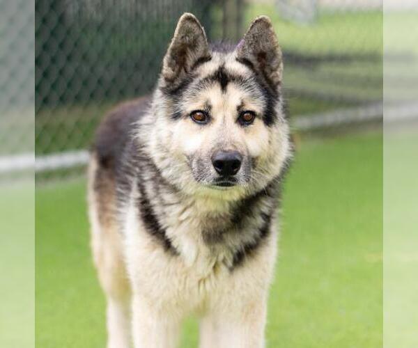 Medium Photo #1 Gerberian Shepsky Puppy For Sale in Camarillo, CA, USA