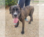 Small #3 Presa Canario Mix