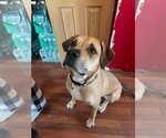Small Photo #3 Mastiff-Unknown Mix Puppy For Sale in Belleuve, NE, USA