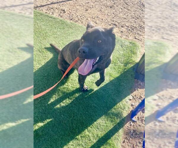 Medium Photo #1 Siberian Husky-Staffordshire Bull Terrier Mix Puppy For Sale in HESPERIA, CA, USA