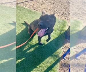 Siberian Husky-Staffordshire Bull Terrier Mix Dogs for adoption in HESPERIA, CA, USA