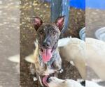 Small #1 Greyhound Mix