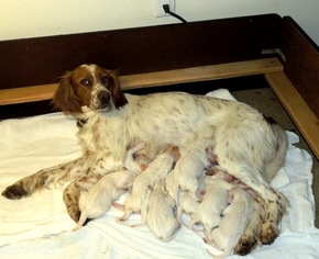 English Setter Puppy for sale in MOSCOW, ID, USA
