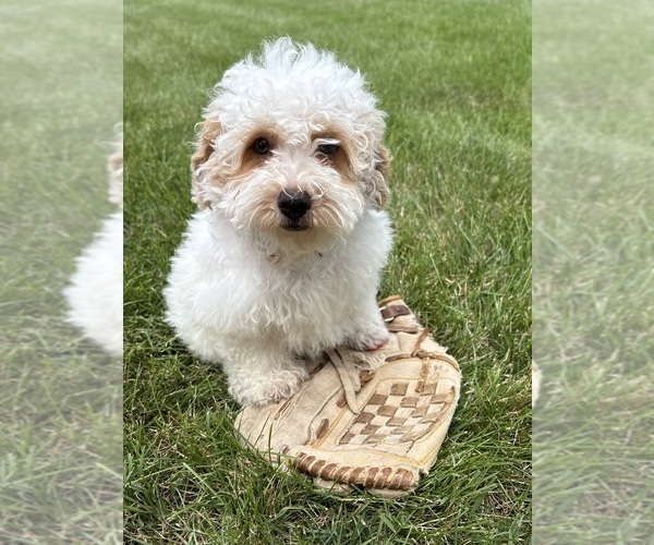 Medium Photo #3 Havapoo Puppy For Sale in MIDDLEBURY, IN, USA