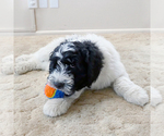Small Photo #8 Goldendoodle Puppy For Sale in ROY, UT, USA