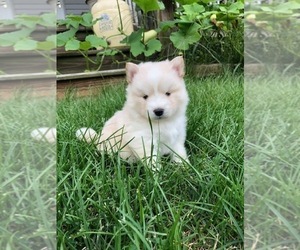 Pomsky Puppy for sale in SAVOY, MA, USA