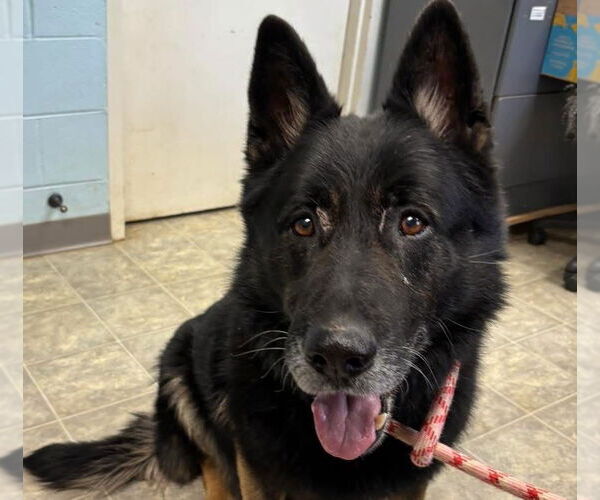 Medium Photo #1 German Shepherd Dog Puppy For Sale in Rustburg, VA, USA