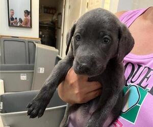 Labrador Retriever Puppy for sale in RIVERVIEW, FL, USA