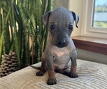 Puppy 2 American Hairless Terrier