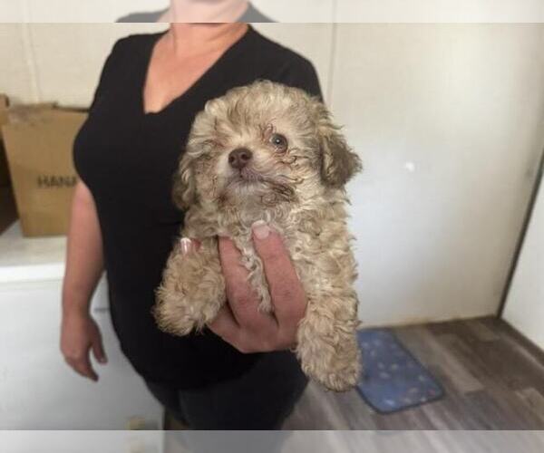 Medium Photo #3 Poodle (Toy) Puppy For Sale in MARTIN, GA, USA