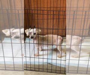 Mutt Dogs for adoption in Portland, IN, USA