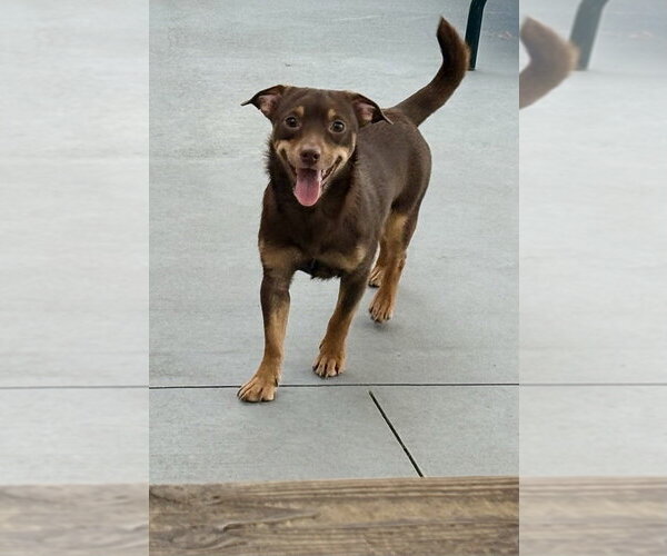 Medium Photo #1 Chiweenie Puppy For Sale in oakland, FL, USA