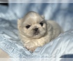 Image preview for Ad Listing. Nickname: Gwinnie
