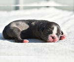 Small #1 Shih Tzu