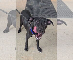 Jax - Male Siberian Husky-Unknown Mix Dog for Adoption - Photo #8