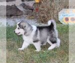 Small #1 Alaskan Malamute