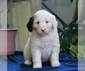 Bernedoodle-Poodle (Miniature) Mix Puppy for sale in EAST EARL, PA, USA