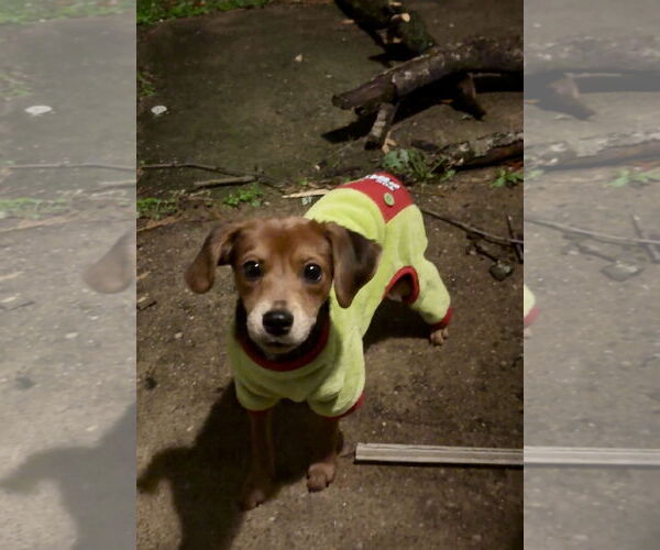 Medium Photo #3 Cheagle Puppy For Sale in Virginia Beach, VA, USA