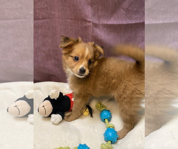 Medium Photo #2 Australian Shepherd-Chihuahua Mix Puppy For Sale in Hillsboro, MO, USA
