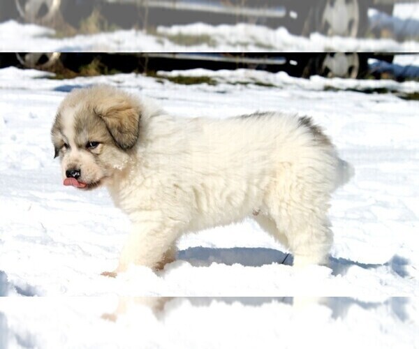 Medium Photo #10 Great Pyrenees Puppy For Sale in CLAYTON, WA, USA