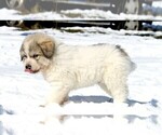 Small Photo #10 Great Pyrenees Puppy For Sale in CLAYTON, WA, USA
