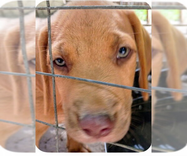 Medium Photo #1 Labrador Retriever-Unknown Mix Puppy For Sale in The Woodlands, TX, USA