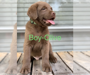 Chesador Puppy for sale in GALLATIN, TN, USA