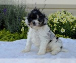 Small #12 Cavapoo