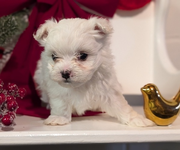 Medium Photo #25 Maltese Puppy For Sale in GOSHEN, IN, USA
