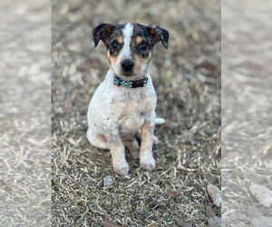 Mutt Dogs for adoption in Claremore, OK, USA