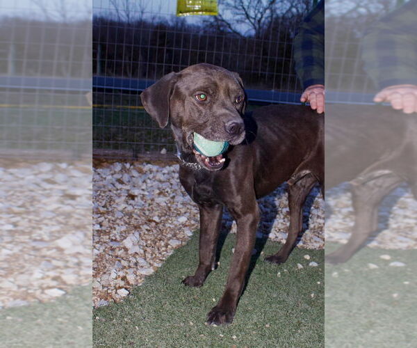 Medium Photo #1 Labrottie Puppy For Sale in Foristell, MO, USA