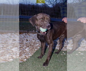 Labrottie Dogs for adoption in Foristell, MO, USA