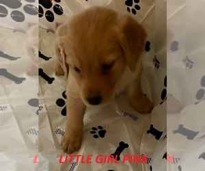 Medium Golden Retriever