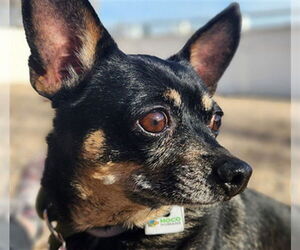 Chihuahua Dogs for adoption in Fort Collins, CO, USA
