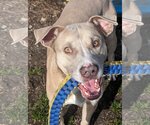 Small #1 American Pit Bull Terrier Mix