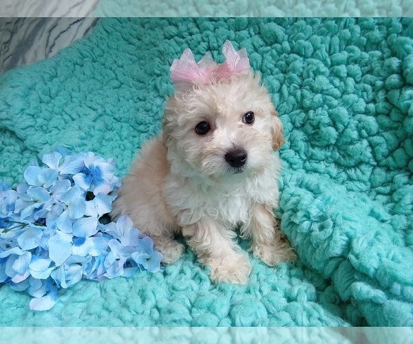 Medium Photo #2 Poodle (Toy)-Zuchon Mix Puppy For Sale in LAUREL, MS, USA