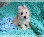 Small Photo #2 Poodle (Toy)-Zuchon Mix Puppy For Sale in LAUREL, MS, USA