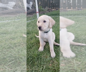 Labrador Retriever Puppy for Sale in TERREBONNE, Oregon USA