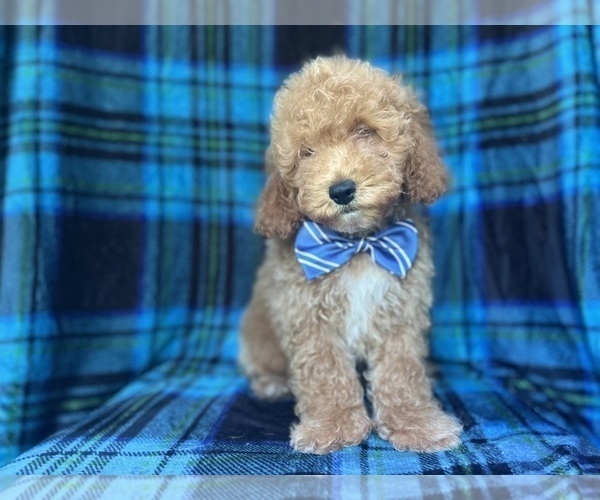 Medium Photo #4 Cock-A-Poo Puppy For Sale in LAKELAND, FL, USA