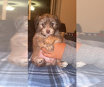 Puppy Maui YorkiePoo